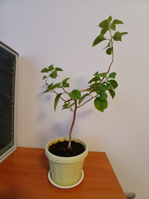 Бугенвиллея молодое растение