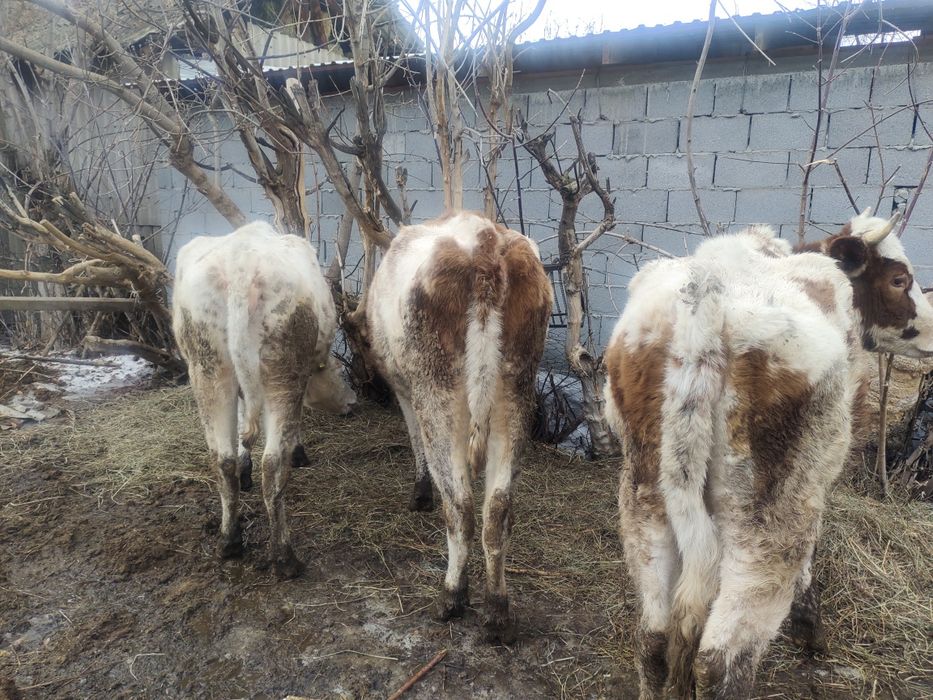 Сементал сиырлар атылады