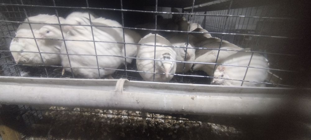 Бөденелер сатылымға ұсынылуда