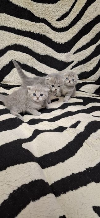 Вислоухие котята