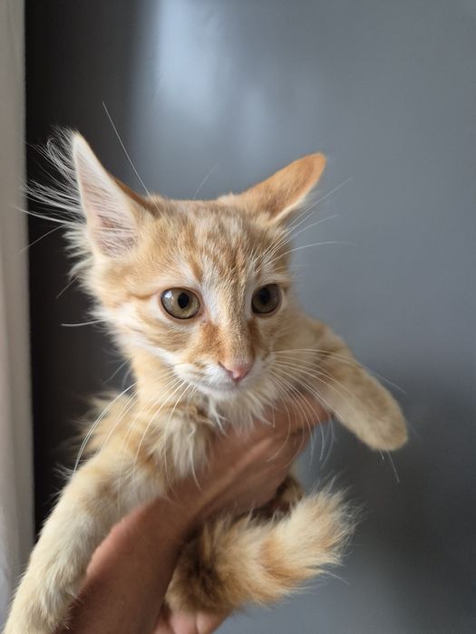 Котета търсят добри стопани