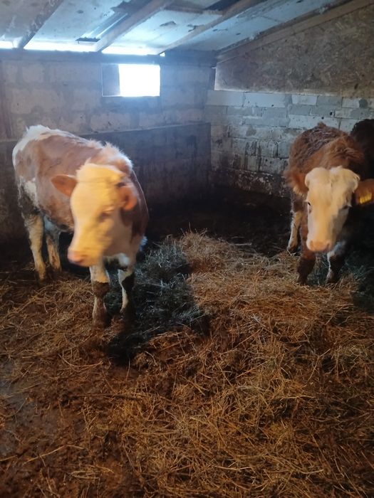 Vând 4 vitele baltate