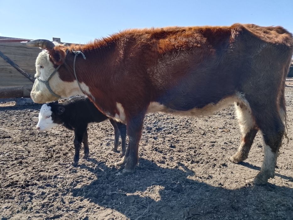 Бузаулы сиыр сатылады
