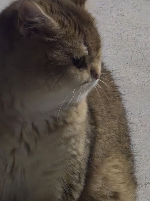 Вязка супер кот скоттиш страйт