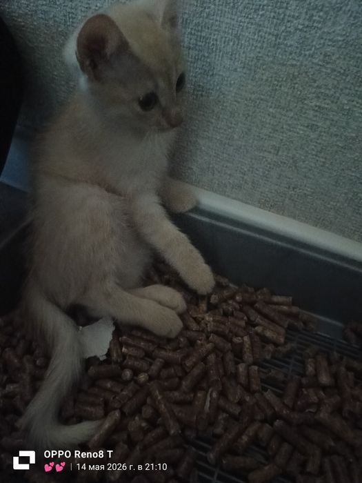 Отдам котенка  .