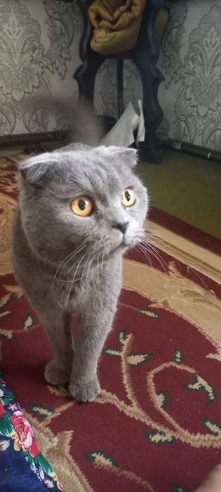 Scottish Fold  shoklandiya qiyshiq quloq mushugi