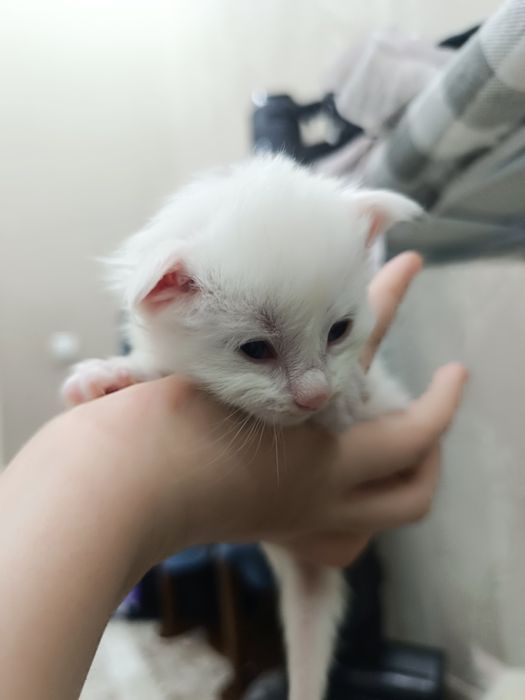 Кошка и котята Мейн кун