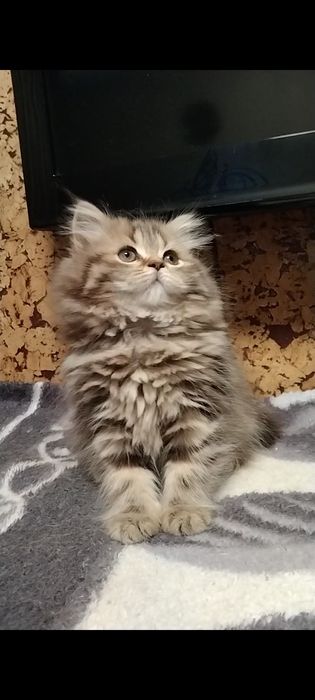 Шикарная Хайленд страйт.