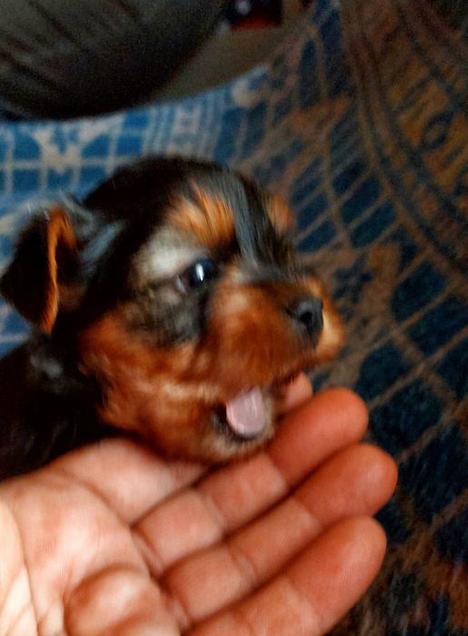 Yorkshire Terrier mascul
