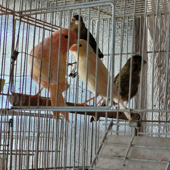 Canari de culoare si cantec
