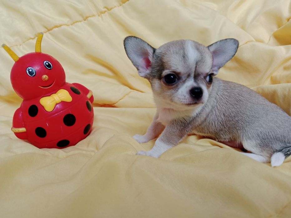 Щенки Чихуахуа мальчики.