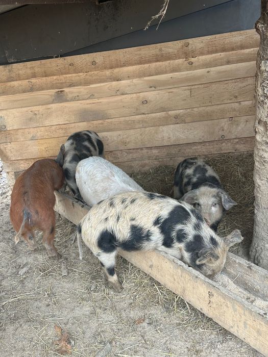 Продавам прасета