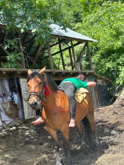 Iapă de 7ani de vânzare