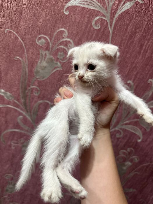 срочно ищем дом! вислоухие