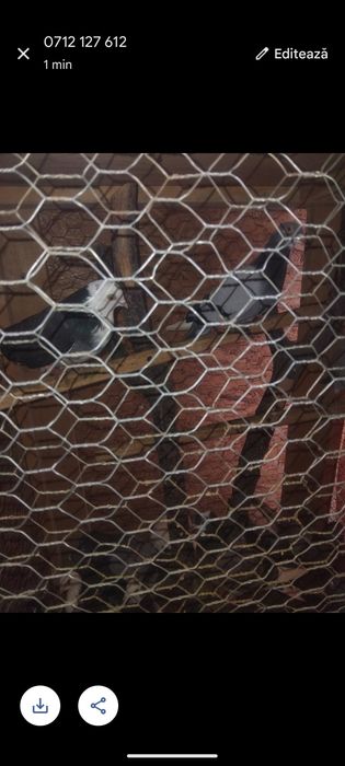 Porumbei  de vânzare