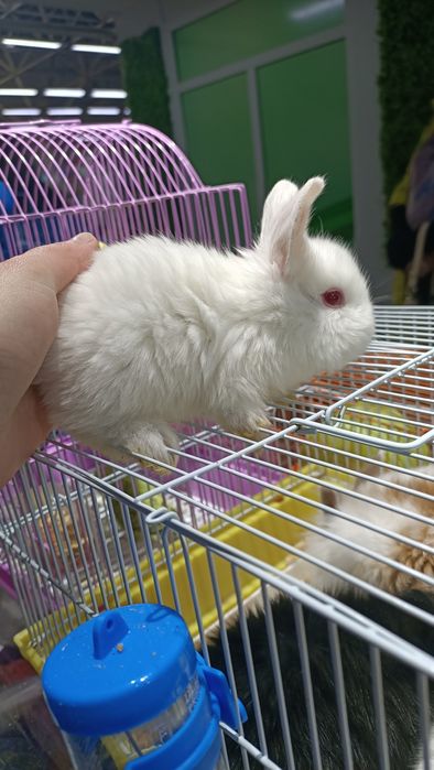 Мини кролики домашние