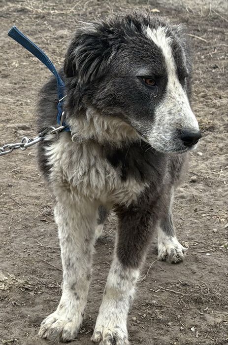 Талғар Ақдалада 5айлық күшік