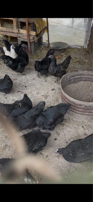 Суточные цыплята Плимутрок