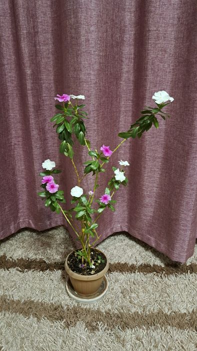 Комнатные  цветы