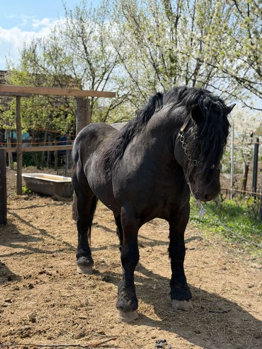Armăsar de vânzare