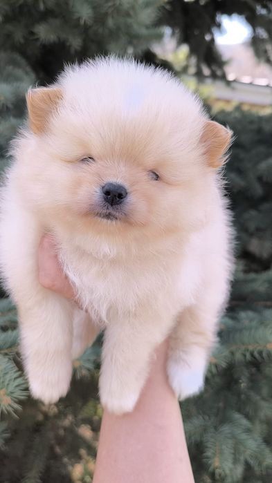 Шпицы мальчики готовы к переезду