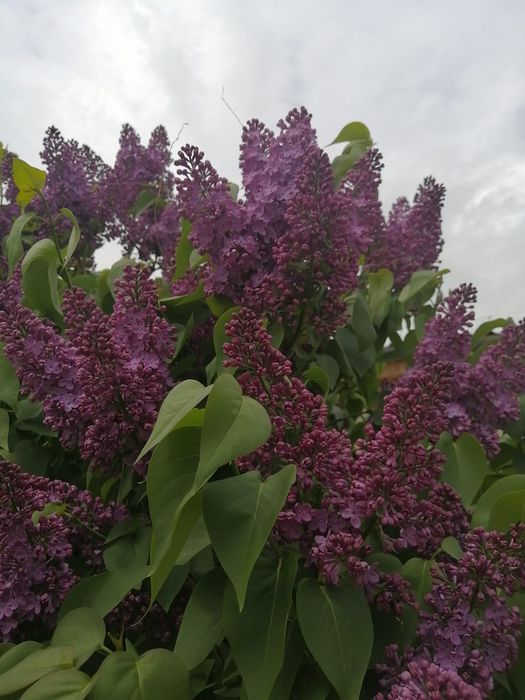 Сирень по 500 веточка