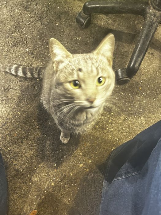 Отдам хороши руке