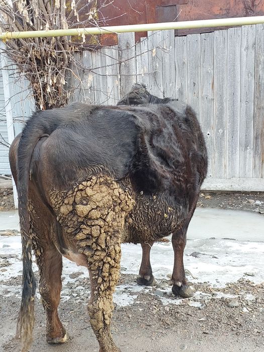 Продам молочную корову