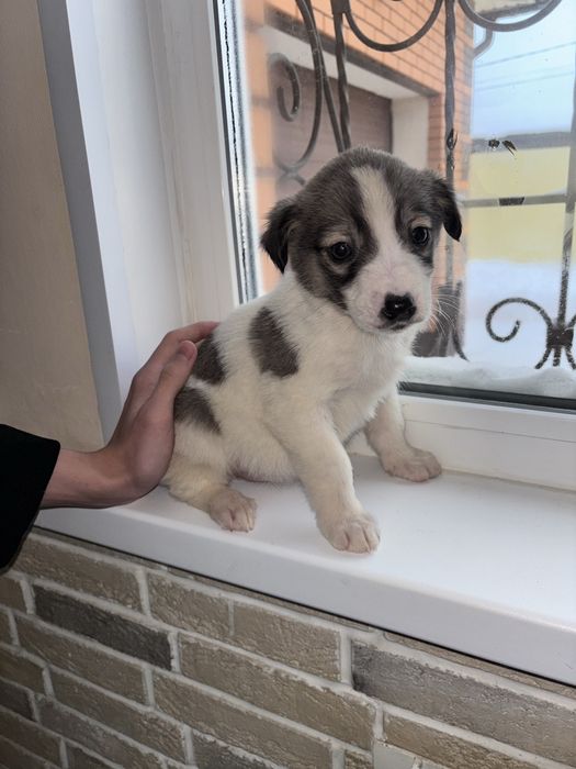 Отдам в добрые руки кутят