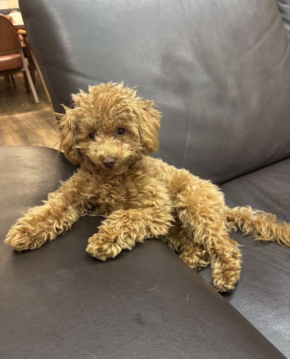 Момиче Той пудел-мършляк