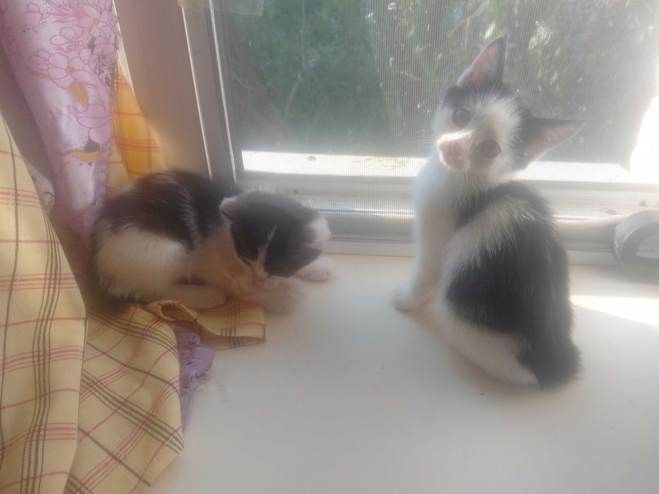 Котята в добрые руки