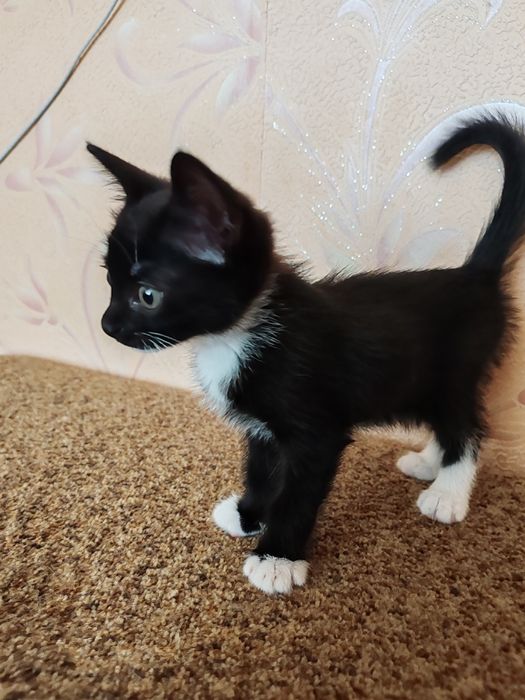 Милые котята. Мальчик и девочка