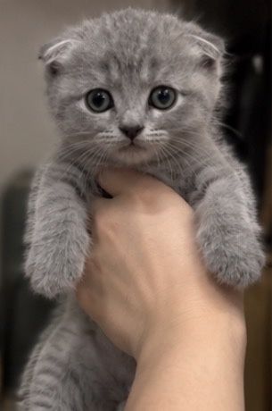 Вислоухий котенок с разными глазами.