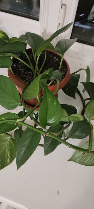 Цветок эпипремнум