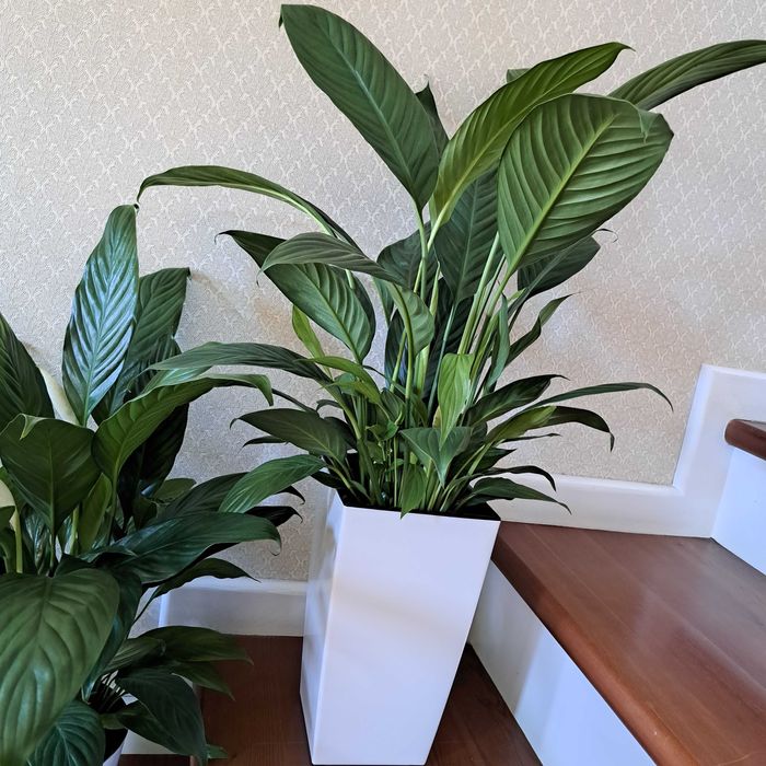 Спатифилиум эенская счастья