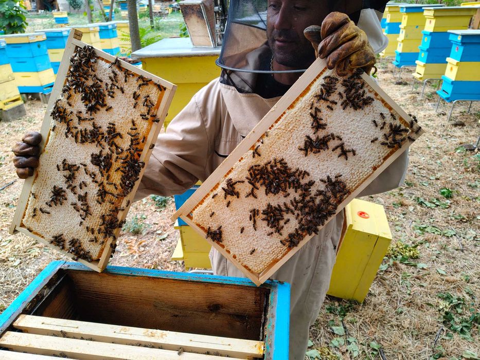 Пчелна рамка с мед / ПРОМО цена за цялото количество