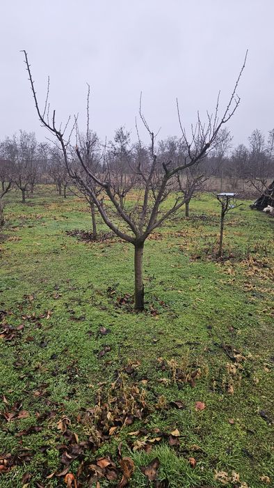 Taieri de fructificare si formare pomi fructiferi