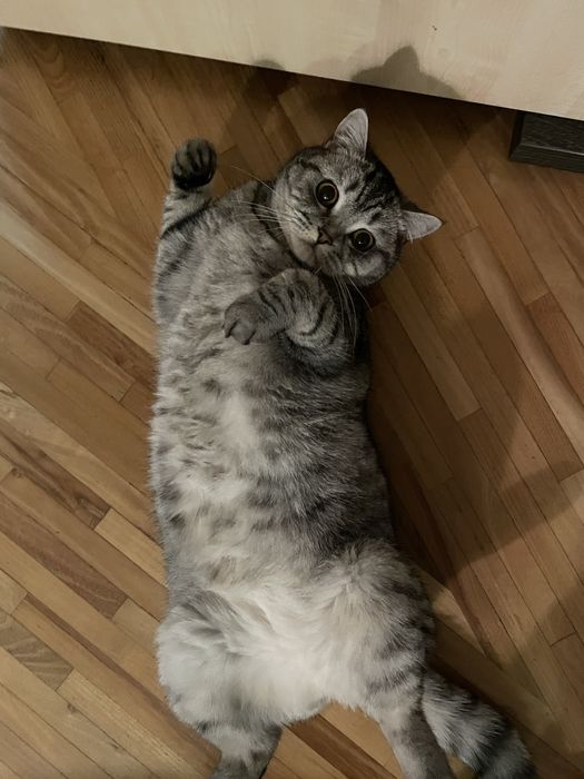 pet sitter (pisici, caini, reptile, rozatoare, pesti), plimbat caini