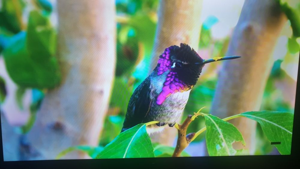 Samsung SMART Q90 55S webOS TV  .