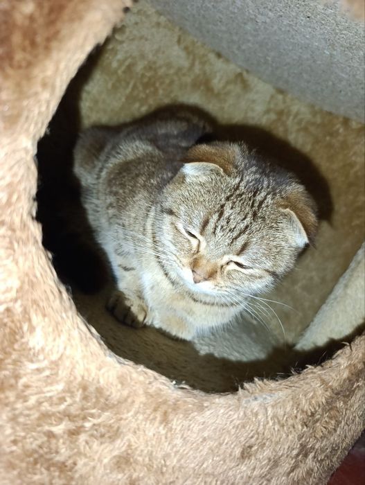 Мушук сотилади жуда аклли