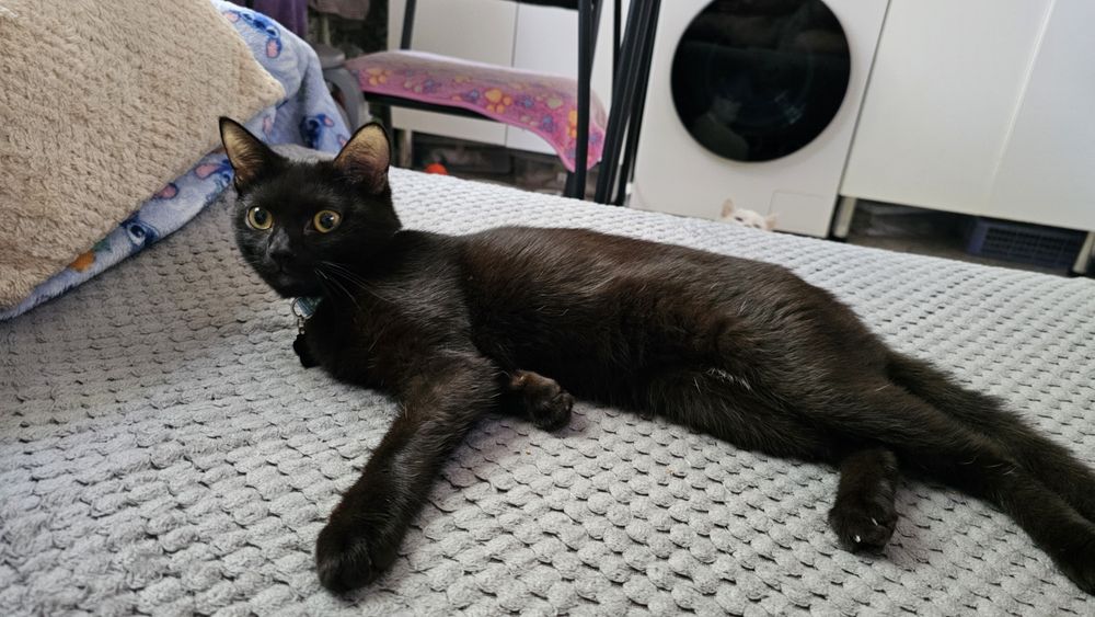 Котёнок 8 месяцев