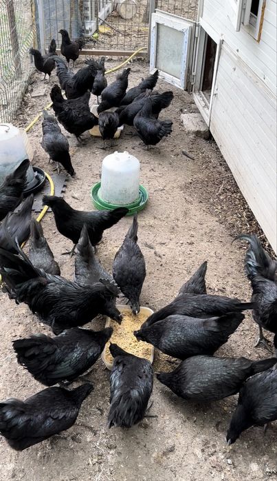 Ayam Cemani , rasa pura, oua pentru incubat, gaini complet negre