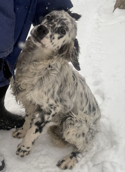 Продам щенокАнглийского сеттера (7мес)