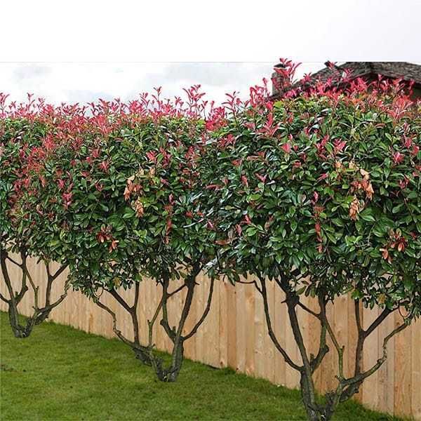 Photinia 'Red Robin' Formată pe Trunchi / Gard Viu Înălțat