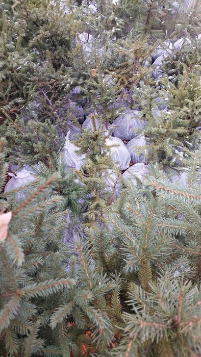 Продам саженцы сосна,ель,пихта,сирень