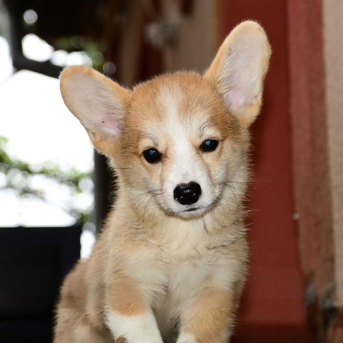 Cățeluș Corgi perfect. Vaccinat, deparazitat, pedigree, microcip