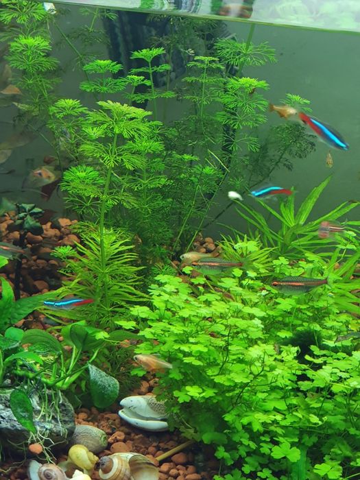 Аквариумные растение