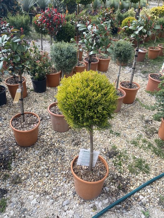 Copăcei pe tijă mai multe