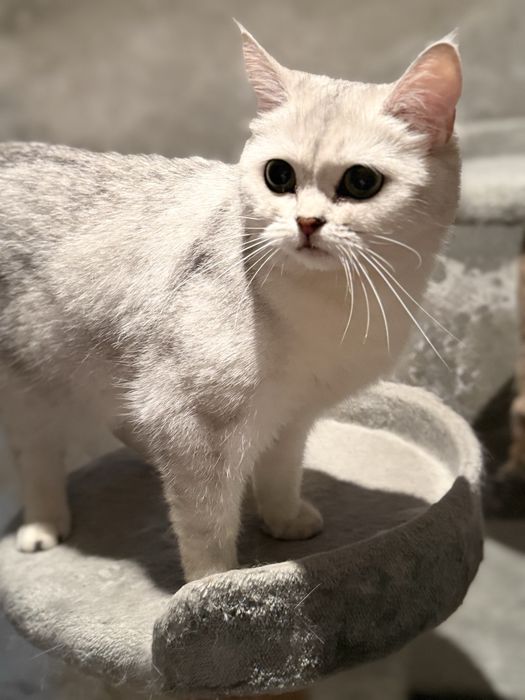 Продается кошка по кличке Мия, скотиш страйт серебристая шиншилла