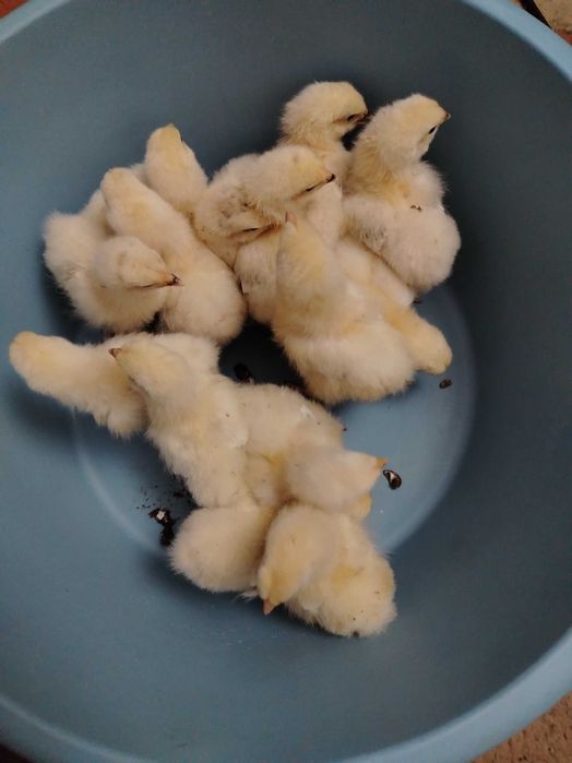 Ouă pentru incubat, găini Brahma